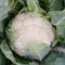 Top-down view of Skywalker cauliflower head showcasing tight white curds surrounded by green wrapper leaves