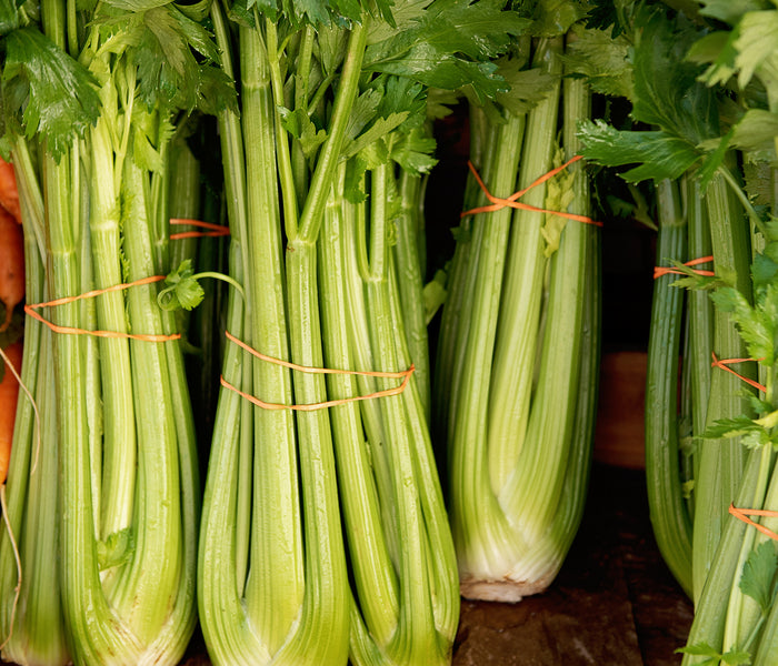 Front view of Tango celery stalks showcasing long, smooth, broad light green stalks