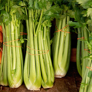 Front view of Tango celery stalks showcasing long, smooth, broad light green stalks