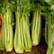 Front view of Tango celery stalks showcasing long, smooth, broad light green stalks
