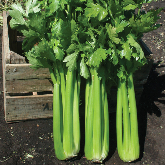 Front view of Hadrian celery stalks showing tall, thick dark green stalks and leafy tops with a wooden crate background