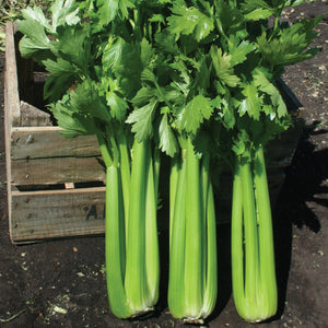 Front view of Hadrian celery stalks showing tall, thick dark green stalks and leafy tops with a wooden crate background