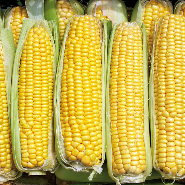 Close-up of Damaun corn ears showing bright yellow kernels on multiple cobs against a white background
