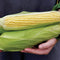 Front view of Damaun corn ears showcasing yellow kernels and partially husked green husks with hands holding them