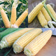 Close-up of Corn Succession ears of sweet corn showing yellow kernels and partial husks on a wooden surface