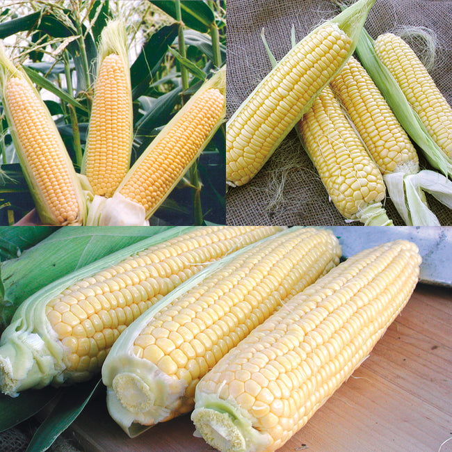 Close-up of Corn Succession ears of sweet corn showing yellow kernels and partial husks on a wooden surface