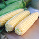 Three ears of Golden Jubilee sweet corn, side view showing deep yellow kernels on a wooden surface