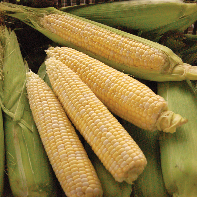 MY FAIR LADY-CORN