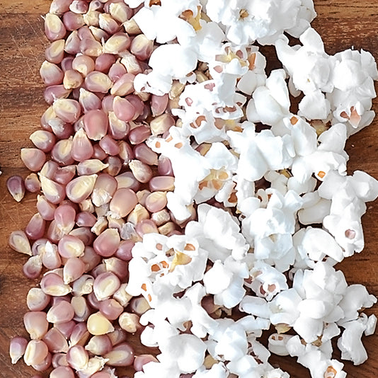 Close-up of Early Pink popcorn kernels and popped white popcorn showcasing pink kernels and fluffy popped corn on a wooden board