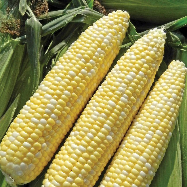 Close-up of three ears of Allure bicolor sweet corn showcasing yellow and white kernels with husk background
