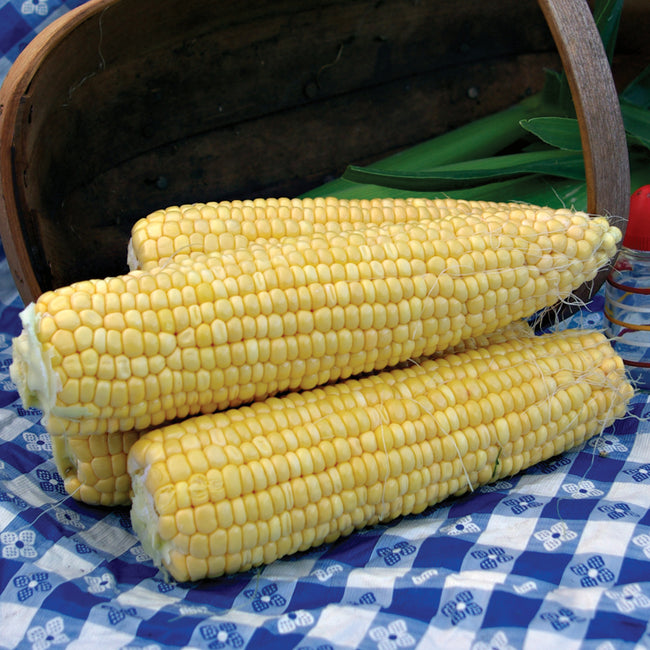 Close-up of three ears of Supersweet Jubilee corn showcasing bright yellow kernels on a blue checkered cloth with a wooden basket in the background