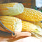 Close-up of two ears of Golden Bantam sweet corn showing golden yellow kernels on a wooden surface