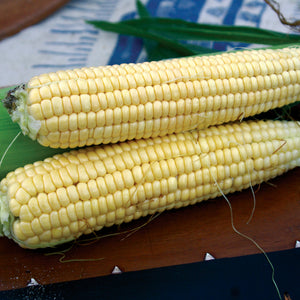 Close-up of two ears of Golden Bantam sweet corn showcasing golden-yellow kernels on a dark wooden surface