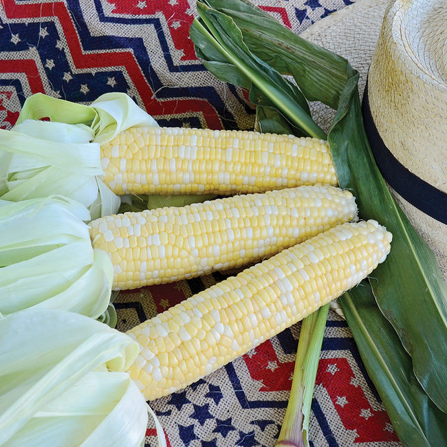 Front view of three partially husked Serendipity corn ears showcasing bicolor kernels on a patterned cloth background