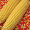 Close-up of two ears of Kandy Korn sweet corn showcasing glossy golden-yellow kernels with a background of candy corn candies