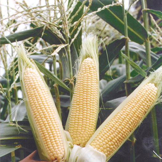 SUGAR BUNS-CORN