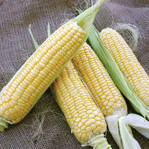 Close-up of three Bodacious sweet corn ears partially shucked to show rows of yellow kernels on burlap