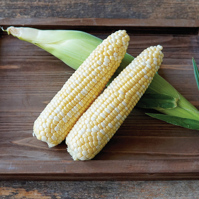 Front view of two Ignition bicolor sweet corn ears with partially peeled husks on a wooden surface showing bicolor kernels