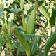 Close-up of Ignition sweet corn ears on stalks showing well-wrapped green husks and brown silks in a garden