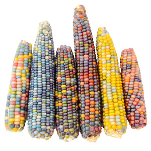 Front view of six Glass Gem corn ears showcasing multicolored jewel-tone kernels on white background