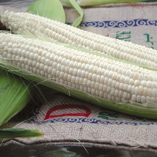 Close-up of Silver Queen sweet white corn ears partly husked showcasing plump kernels on a burlap sack background