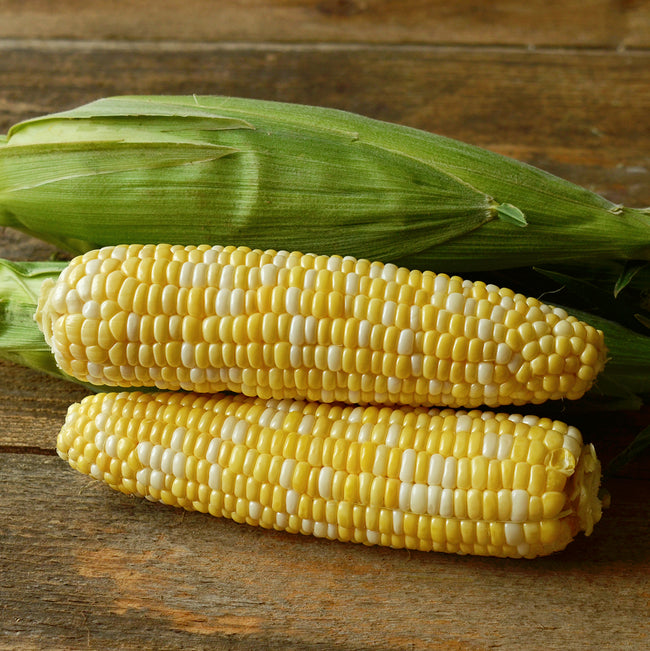 Close-up of two Temptress sweet corn ears, one husked, showing bicolor yellow and white kernels on a wooden surface