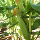 Close up of Temptress corn ear on the stalk showing green husk and brown silks with sunlit corn plants in the background