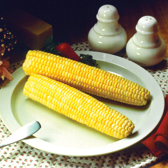 Close-up of Honey and Cream bicolor corn ears showing creamy yellow and white kernels on a plate with butter