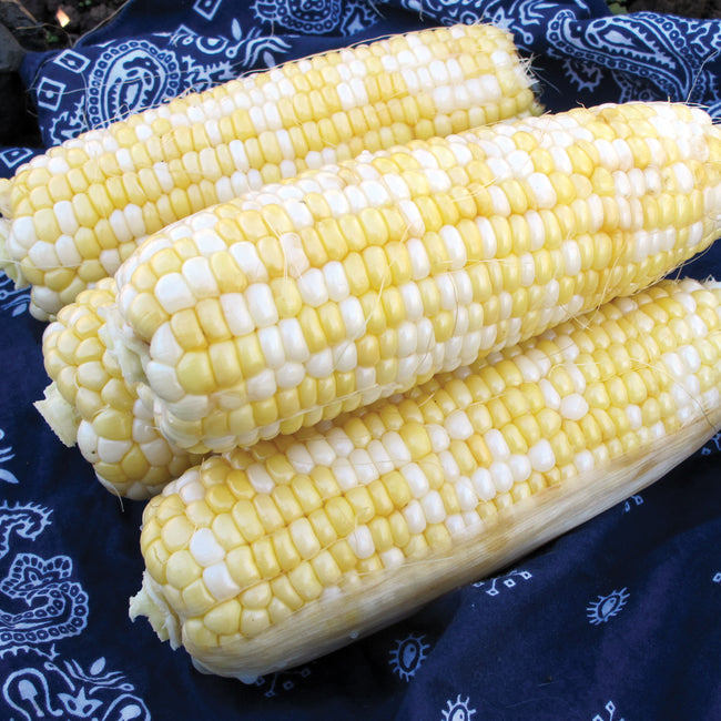Close-up of Delectable corn ears showing bicolor yellow-and-white kernels and deep green husks on a dark blue background
