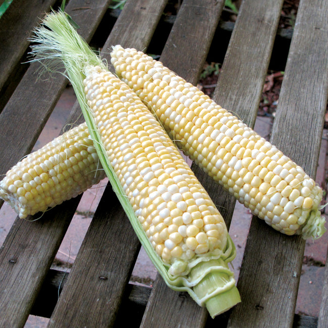 Three ears of Delectable corn partially husked showing bicolor yellow-and-white kernels on a wooden bench