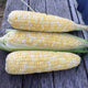 Close-up of three ears of Big N' Tender bicolor corn showcasing straight rows of pale yellow and white kernels on a wood background