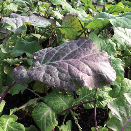 PURPLE TREE COLLARDS-COLLARD