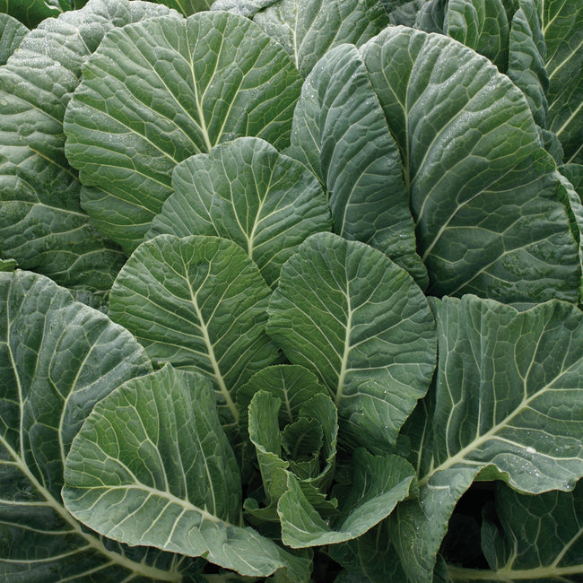Close-up of Top Chop collard leaves showing large, broad dark green winter hardy leaves
