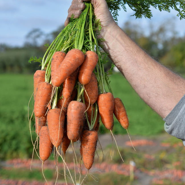 Front view of Coventry carrots showing broad, wedge-shaped light-orange roots with short green tops