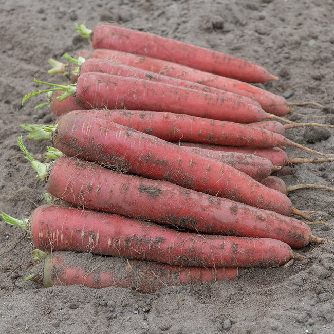 Front view of Redsun carrots showcasing deep coral-red skin and uniform cylindrical roots on a soil background
