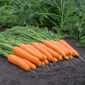 Front view of a bunch of Naval carrots showing smooth, long tapered orange roots with green tops on soil background