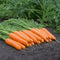 Front view of a bunch of Naval carrots showing smooth, long tapered orange roots with green tops on soil background
