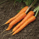 Close up of Bolero carrots showing bright orange tapered Nantes roots and green tops on soil