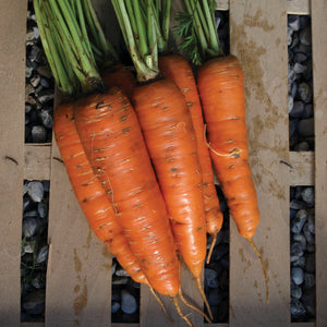 Top down view of Giants of Colmar carrots showcasing long tapered orange roots with trimmed green tops on wooden board