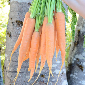 Front view of Giants of Colmar carrots showing long conical orange roots with green tops on soil background