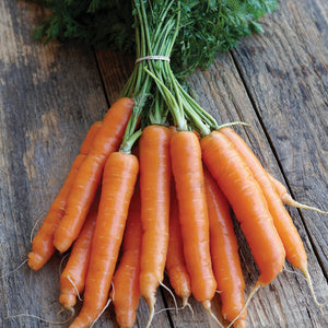 Front view of Mokum carrot bunch showing bright orange Nantes roots and dark green tops on wooden surface