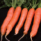 Close-up of five Merida Nantes carrots showing bright orange color, smooth tapered roots and green tops on black background