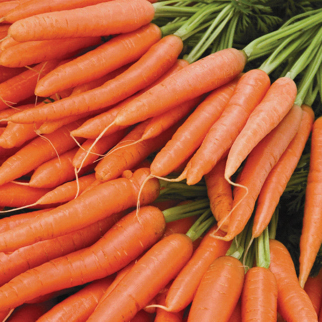 Close-up of Mignon carrots showing slender, tapered bright orange roots with green tops
