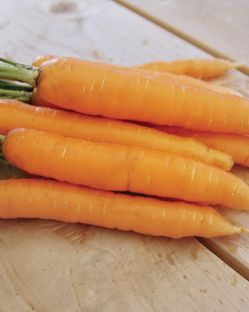 Close-up of Adana Nantes-type carrots showing bright orange, nearly coreless roots on a light wood background
