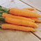 Close-up of Adana Nantes-type carrots showing bright orange, nearly coreless roots on a light wood background