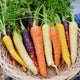 Basket of multicolored carrots with green tops