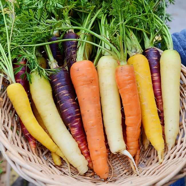 Basket of multicolored carrots with green tops