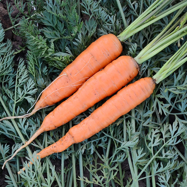 Top view of three Eskimo Nantes carrots with deep orange cylindrical roots and green tops on carrot foliage