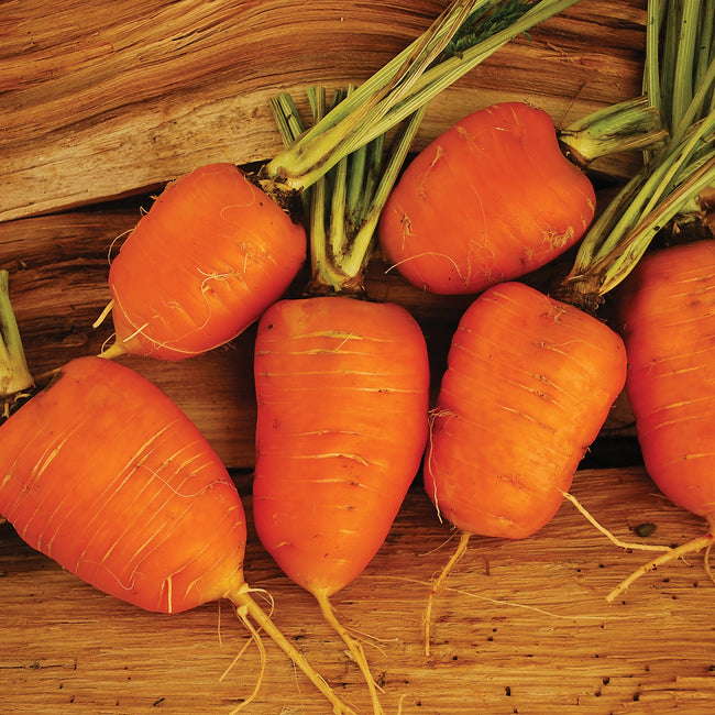 Close-up of Oxheart carrots showcasing short, heart-shaped chantenay roots and bright orange color on a wooden surface