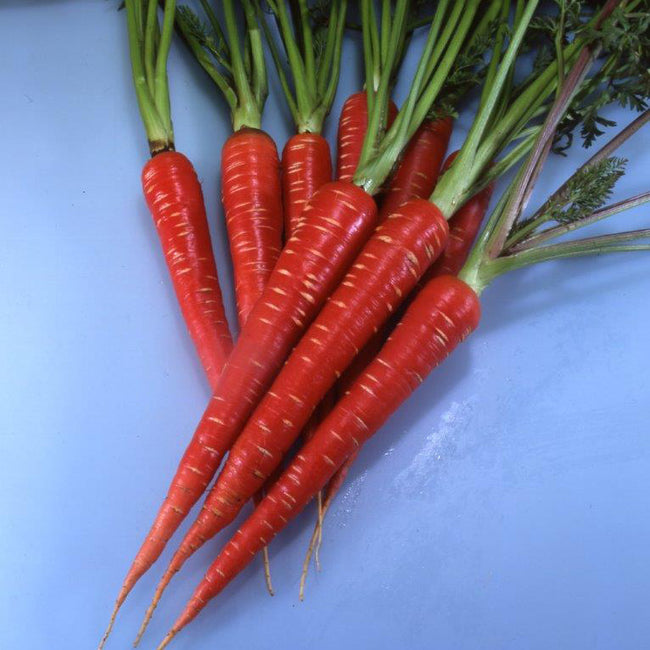 Angled top view of Red Samurai carrots showcasing slim tapered red roots and leafy green tops on a light blue background